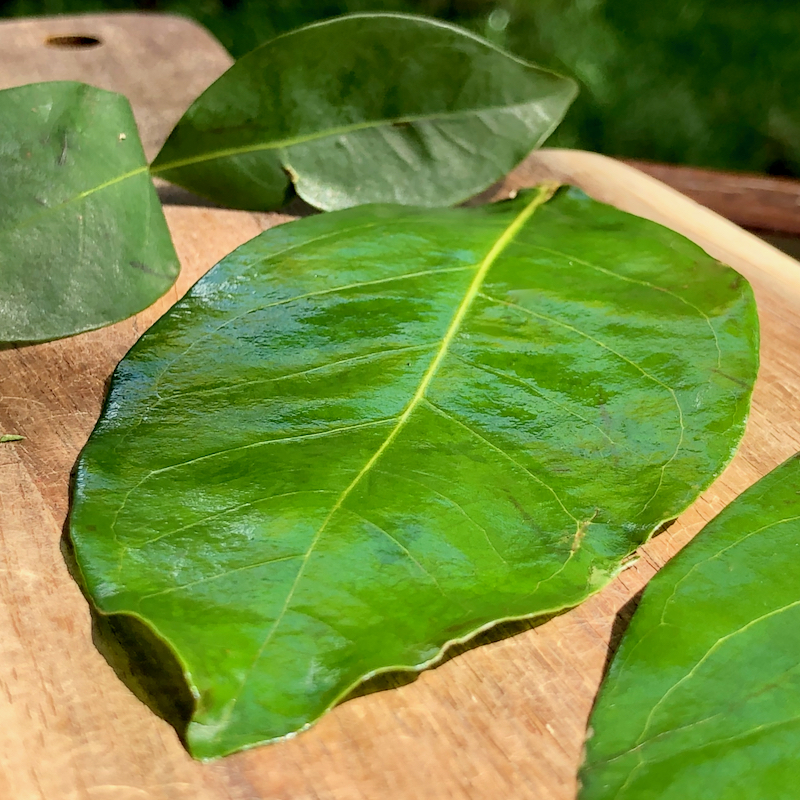 Salam blad is aromatisch, fris en licht-zuur